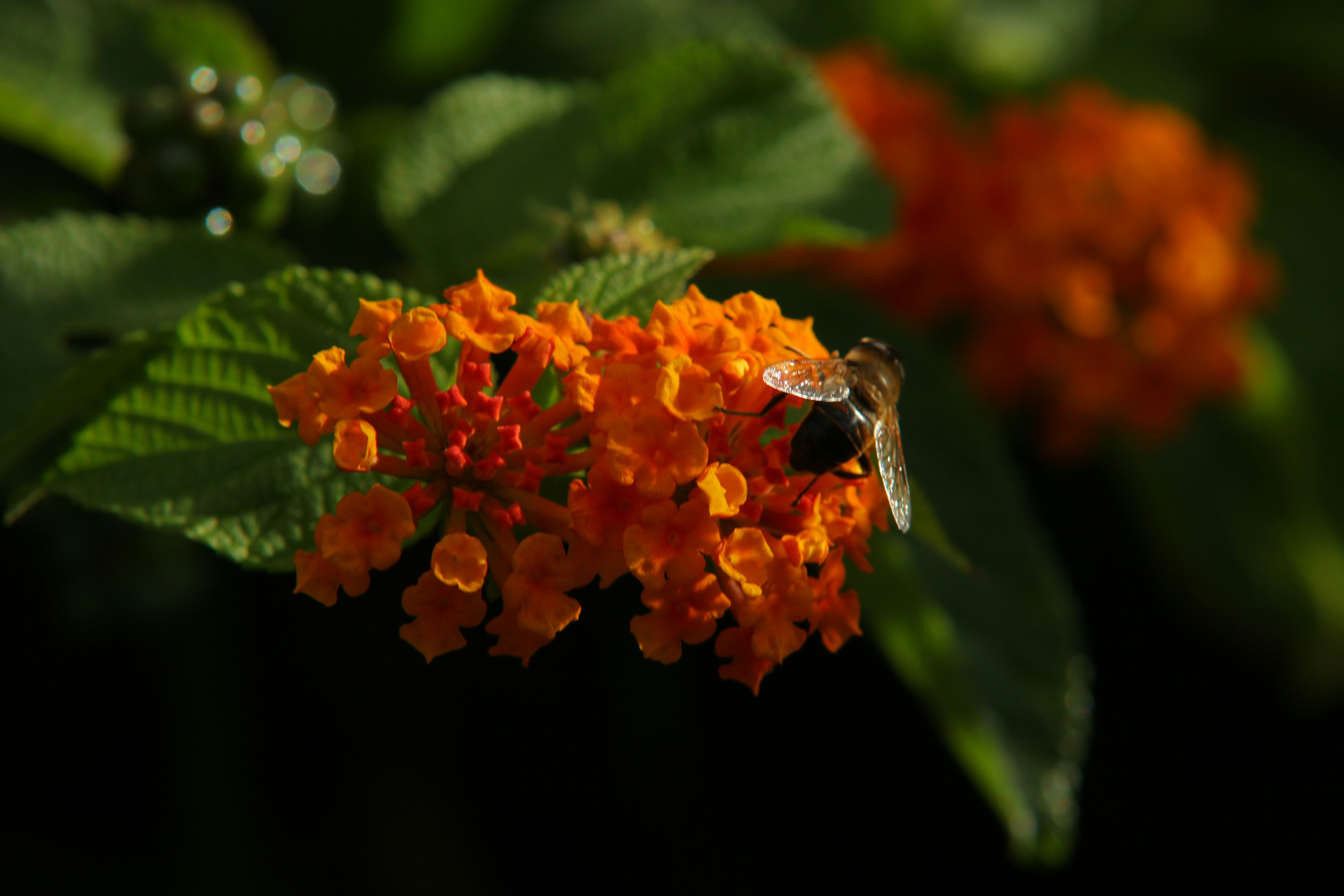 Sun-drenched orange blossoms